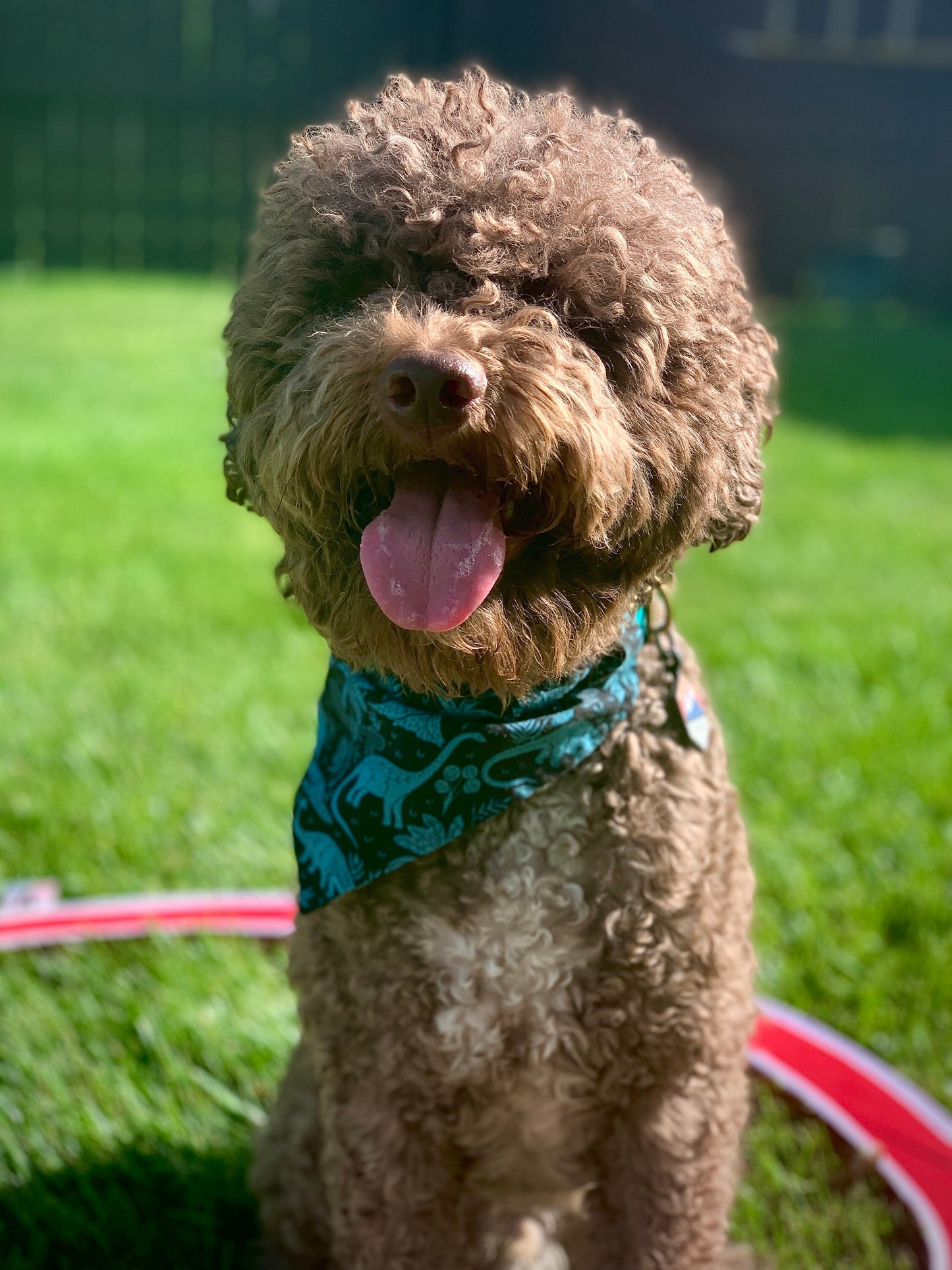 Teal Dinosaurs Over The Collar Pet Bandana | Dinosaur Print