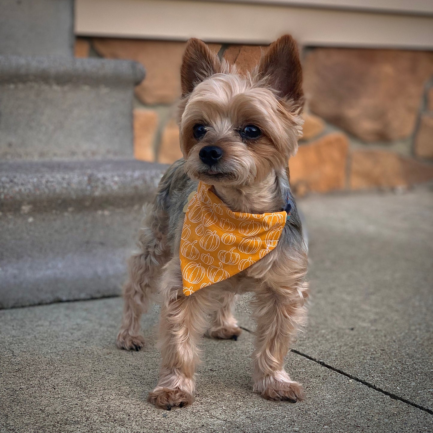 Pumpkin Over The Collar Pet Bandana | Fall Dog Bandana