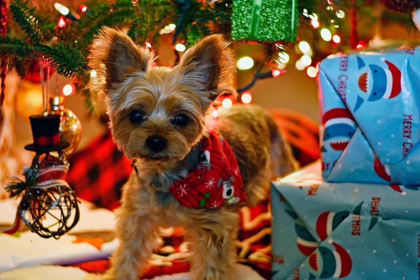 Christmas Over The Collar Pet Bandana | Holiday Dog Bandana