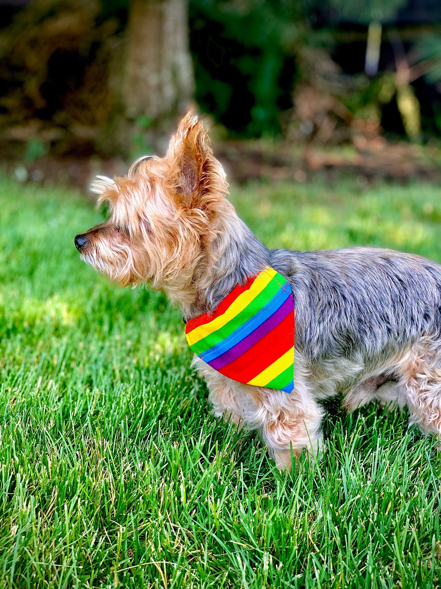Rainbow Pride Over The Collar Pet Bandana | Rainbow Dog Collar