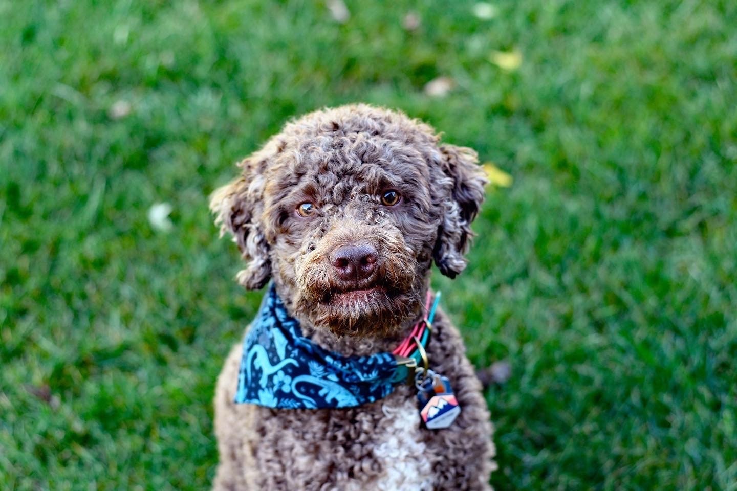 Teal Dinosaurs Over The Collar Pet Bandana | Dinosaur Print