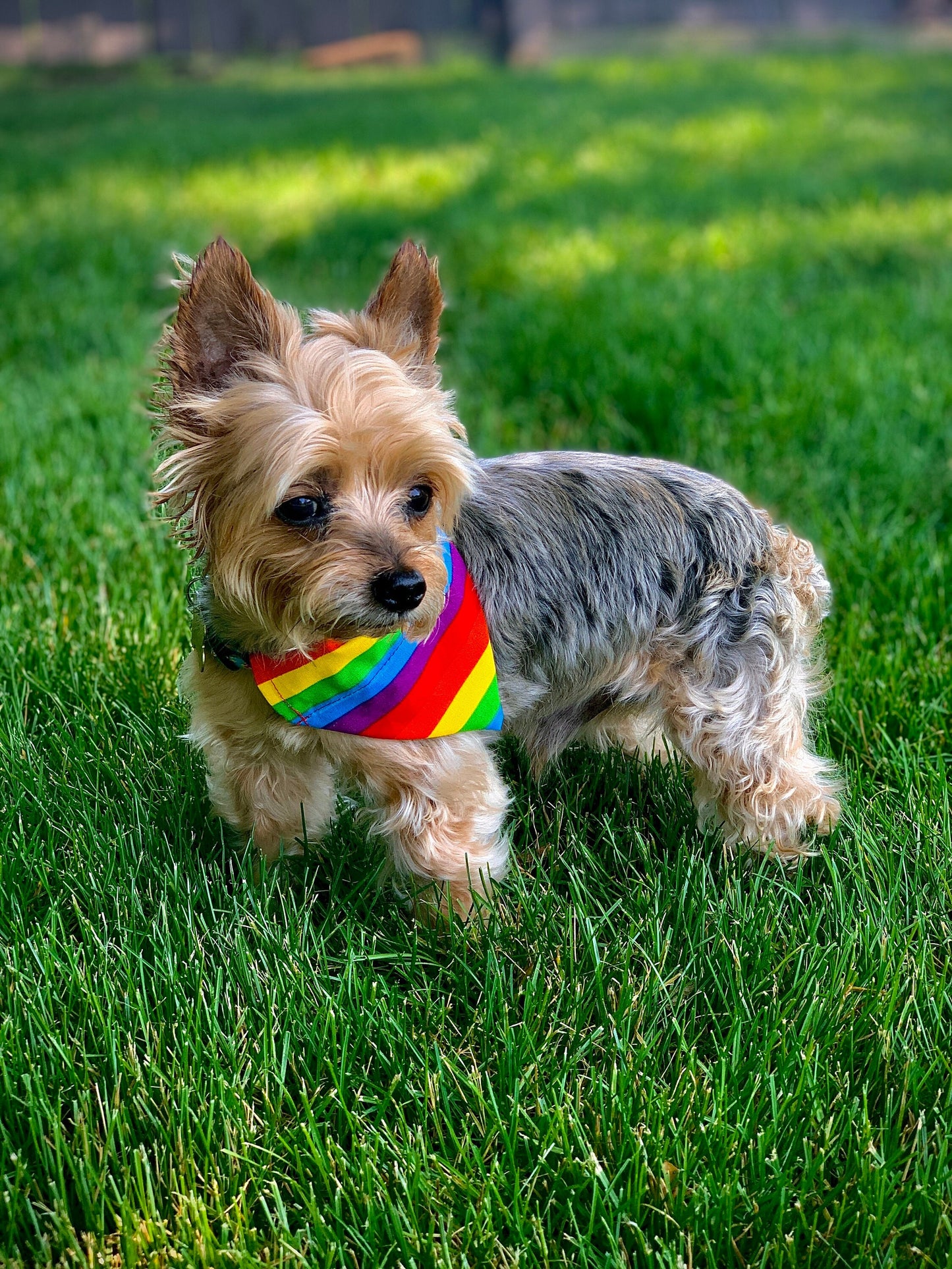 Rainbow Pride Over The Collar Pet Bandana | Rainbow Dog Collar