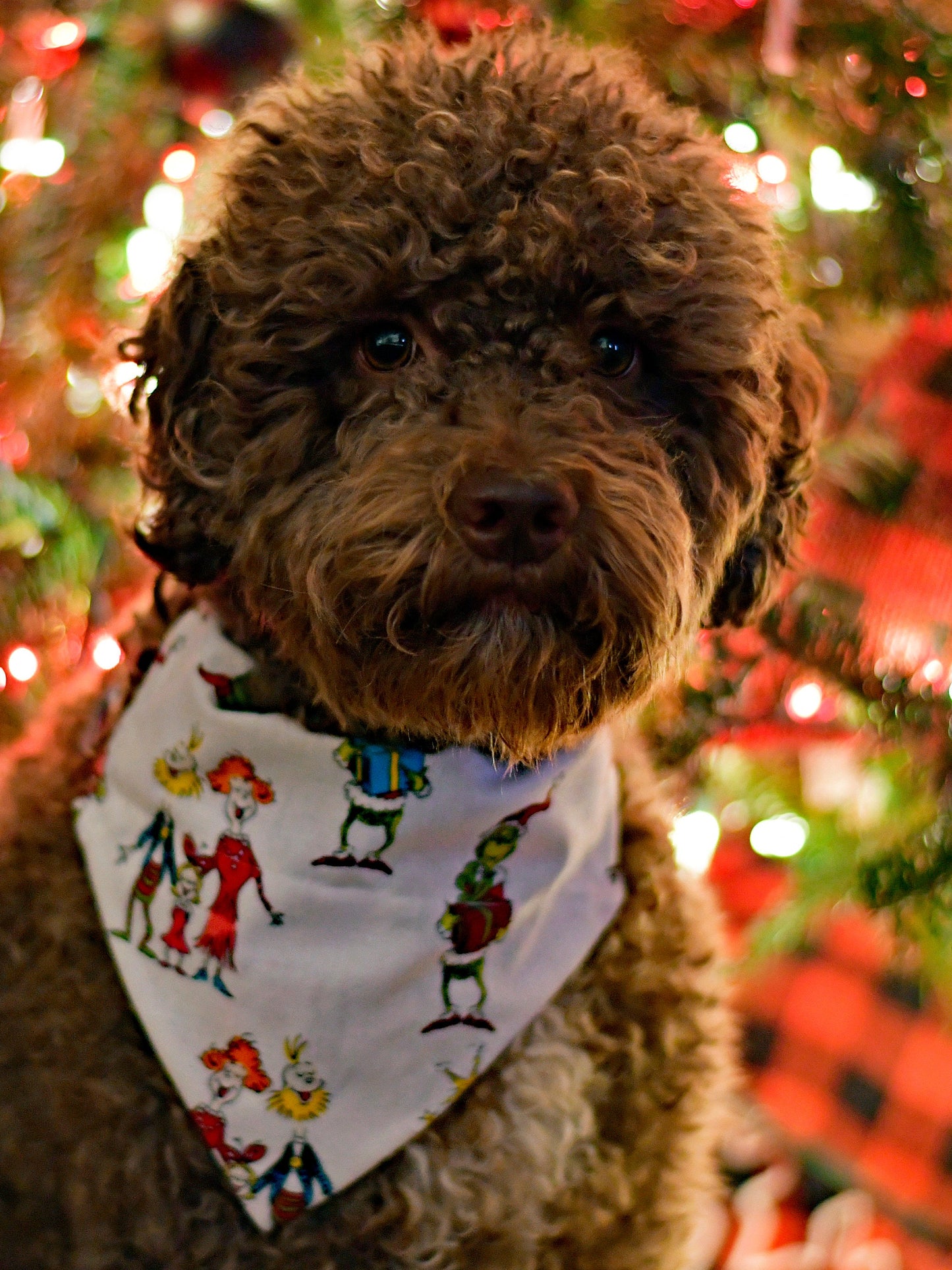 The Grinch Stole Christmas Over The Collar Pet Bandana | The Grinch