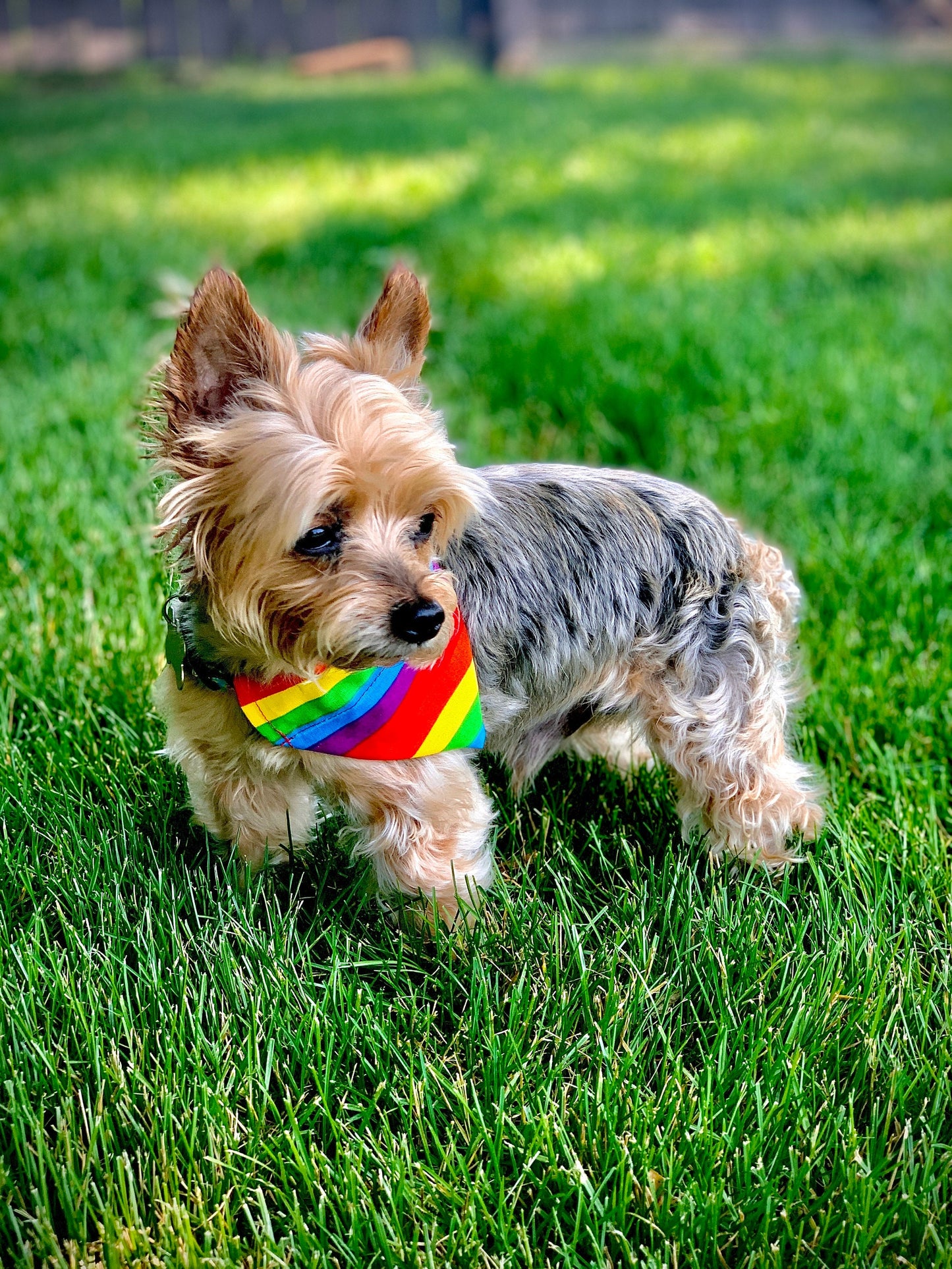 Rainbow Pride Over The Collar Pet Bandana | Rainbow Dog Collar