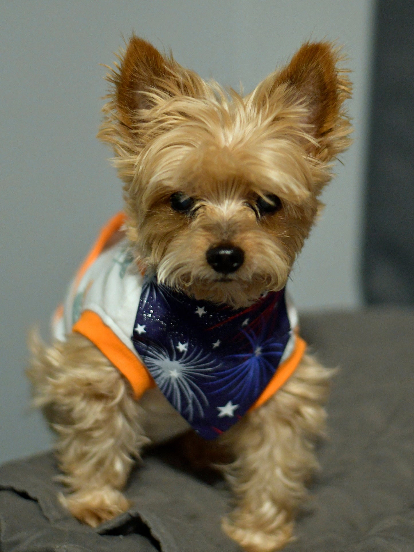 Glitter Fireworks Over The Collar Pet Bandana | Patriotic Dog Scarf