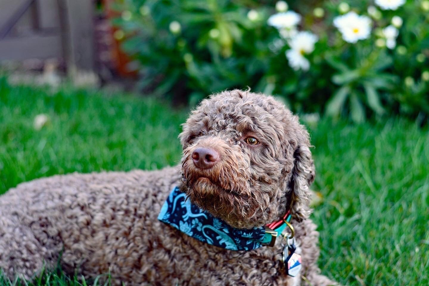Teal Dinosaurs Over The Collar Pet Bandana | Dinosaur Print