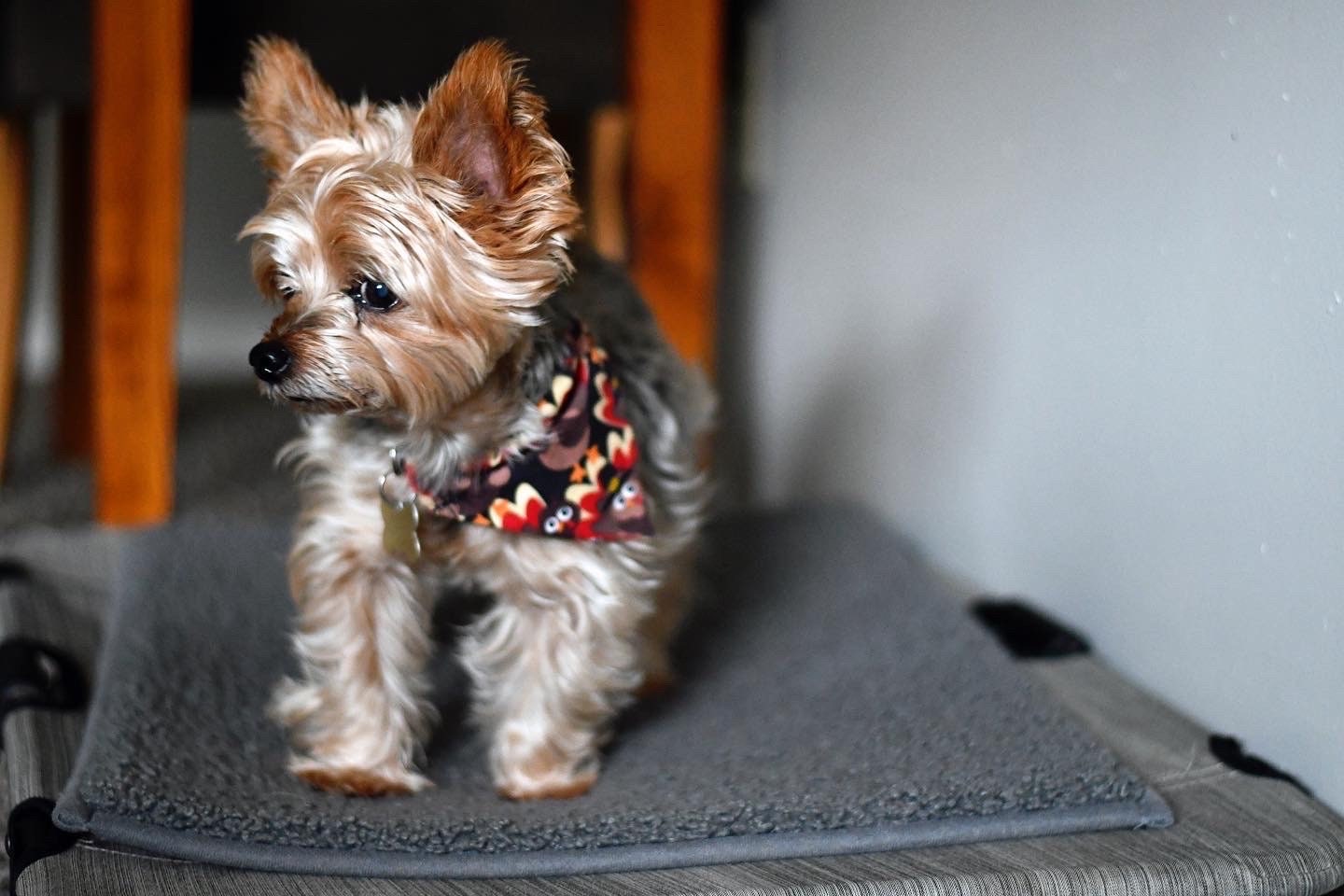 Tossed Turkeys Over The Collar Pet Bandana | Fall Dog Bandana