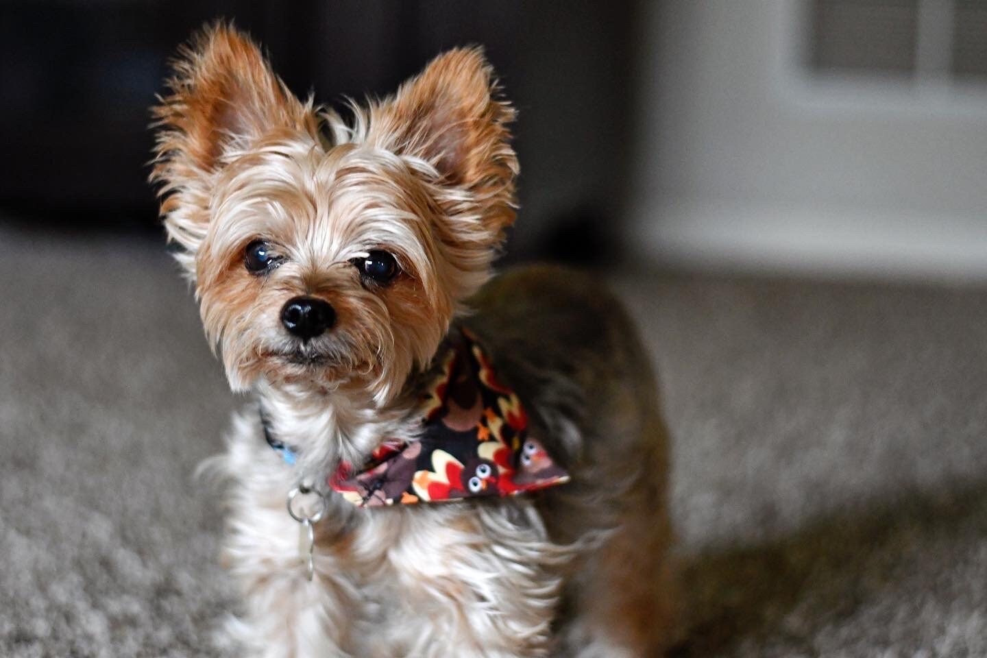 Tossed Turkeys Over The Collar Pet Bandana | Fall Dog Bandana