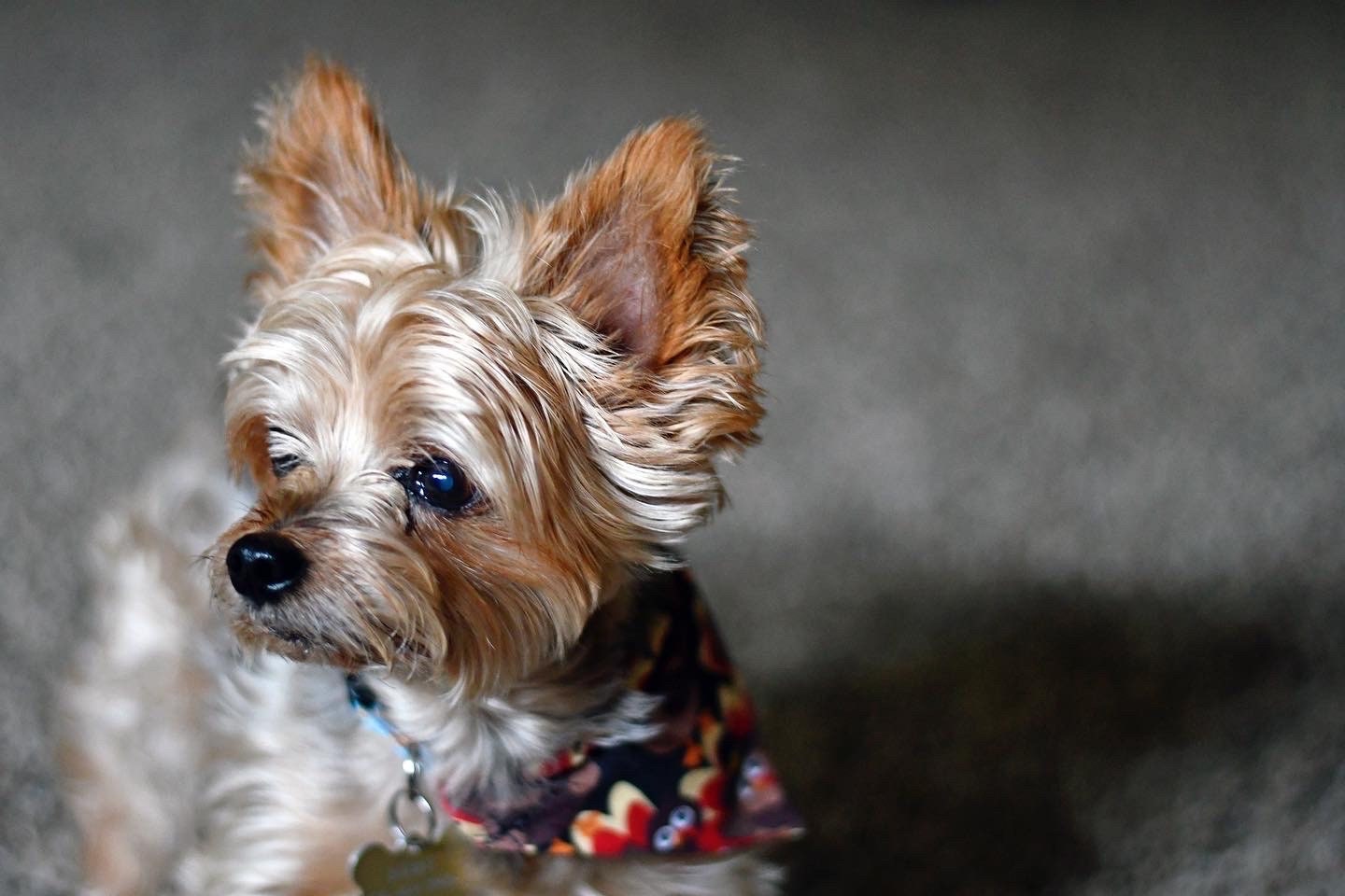 Tossed Turkeys Over The Collar Pet Bandana | Fall Dog Bandana