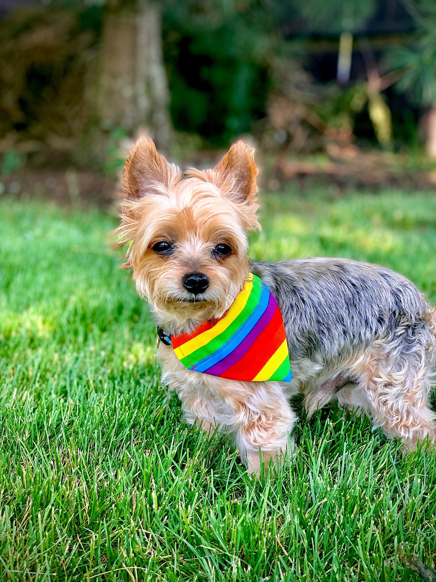 Rainbow Pride Over The Collar Pet Bandana | Rainbow Dog Collar