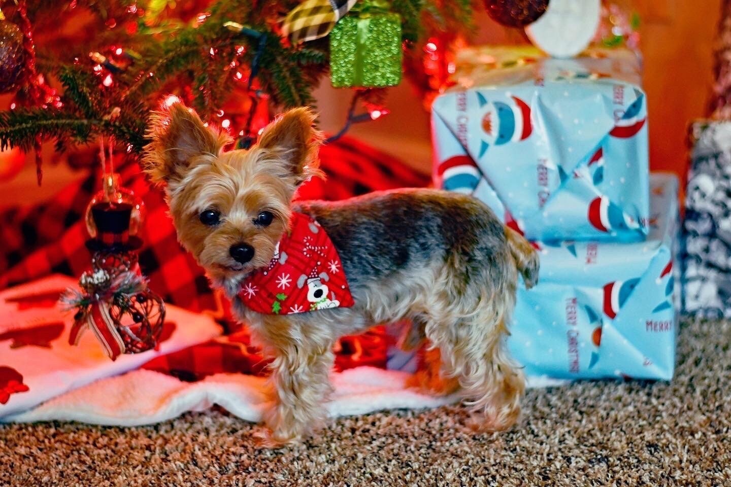 Christmas Over The Collar Pet Bandana | Holiday Dog Bandana
