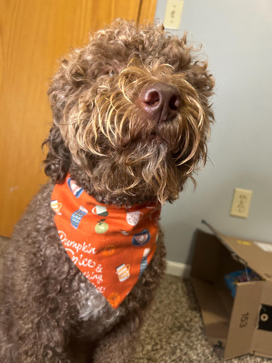 Pumpkin Spice Bandanna | Fall | Dog Merch | Handkerchief