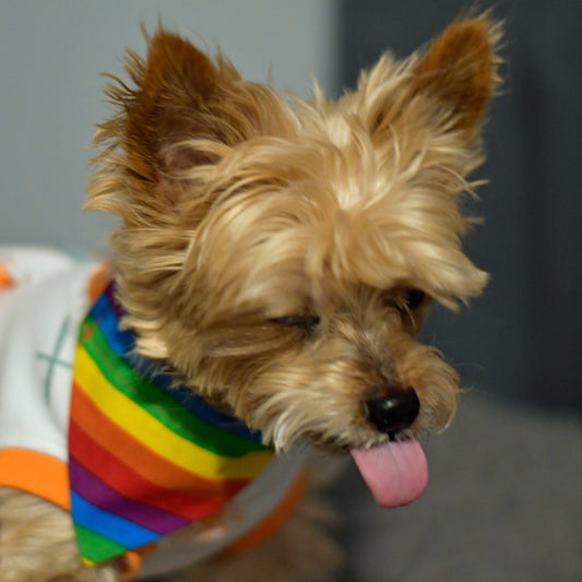 Rainbow Pride Over The Collar Pet Bandana | Rainbow Dog Collar