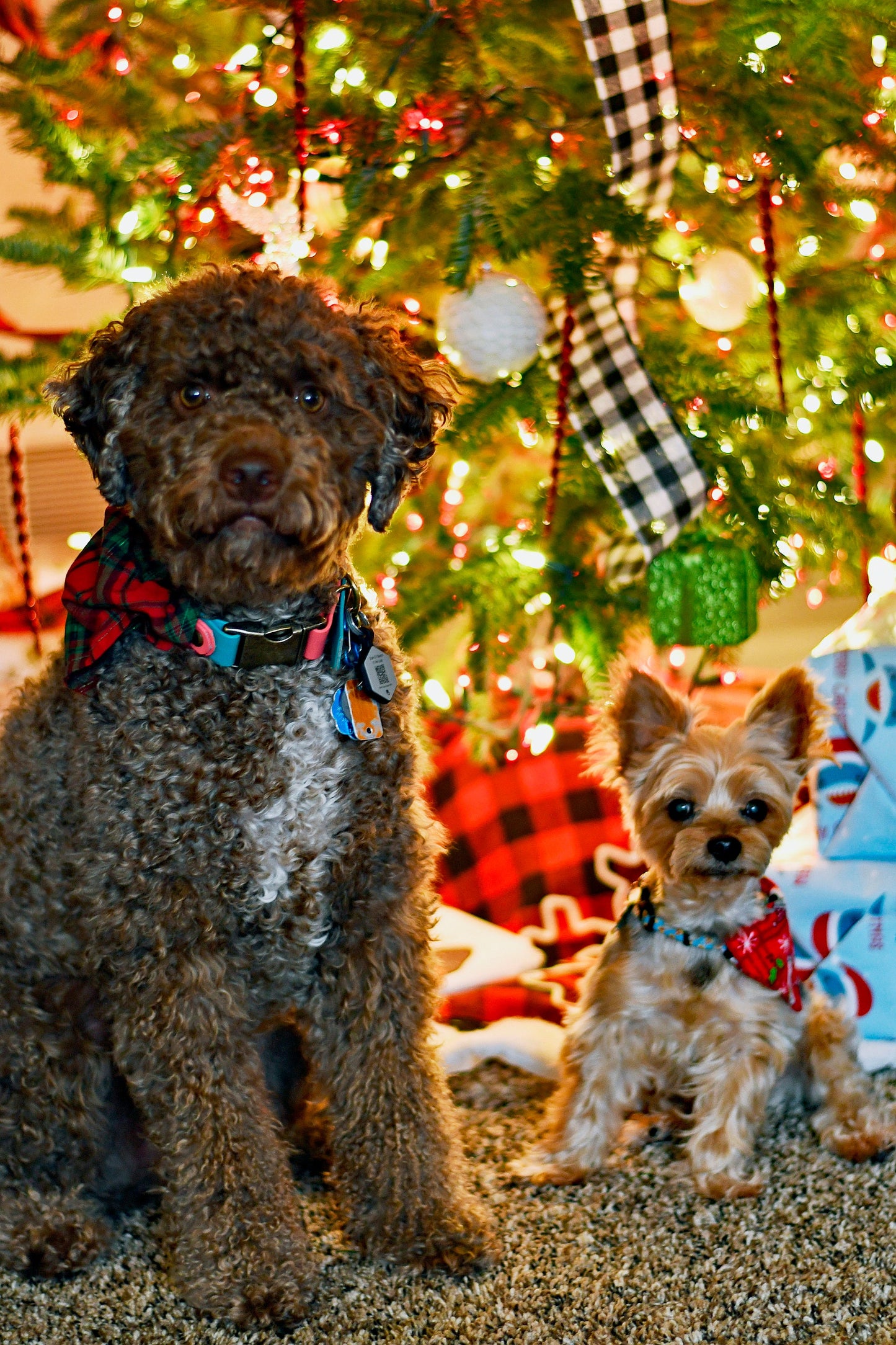 Christmas Over The Collar Pet Bandana | Holiday Dog Bandana